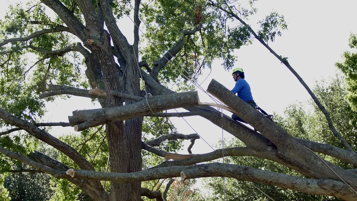 Professional Crown Thinning performed by certified arborists in Conley
