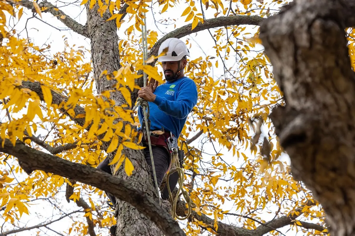 Skilled Tree Trimming crew working in Conley